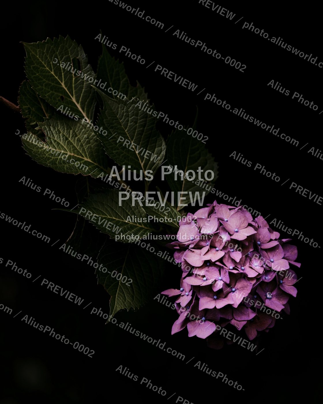 AliusPhoto-0002_delivery_no_exif プレビュー
