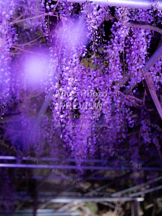 AliusPhoto-0004_delivery_no_exif プレビュー