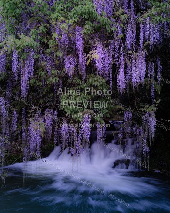 AliusPhoto-0016 プレビュー