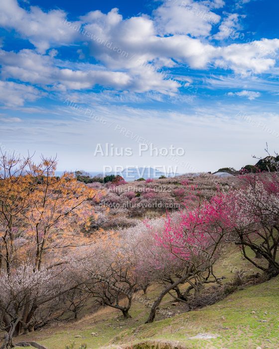 AliusPhoto-0023 プレビュー