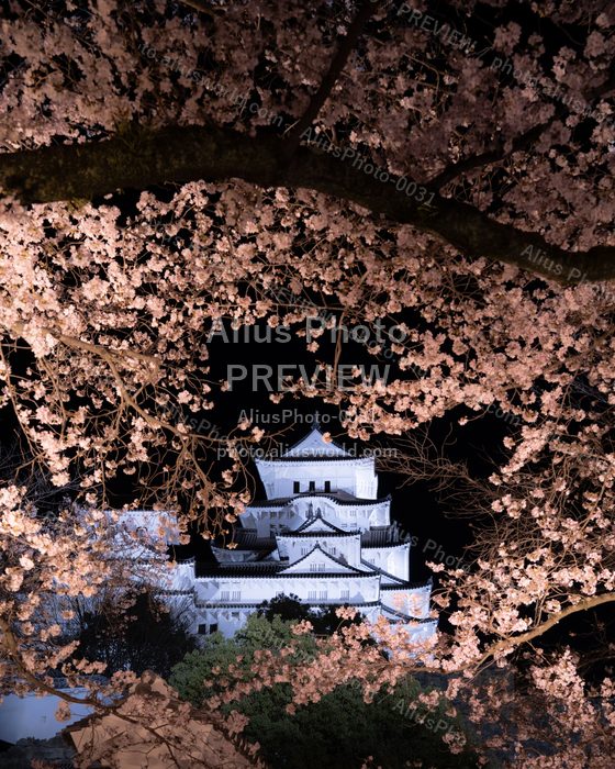 AliusPhoto-0031_delivery_no_exif プレビュー