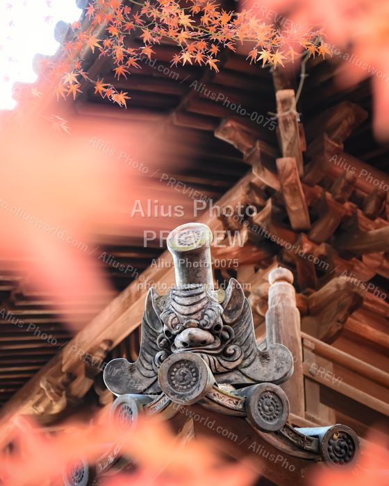 AliusPhoto-0075_delivery_no_exif プレビュー